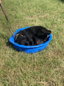Hund in Wassermuschel